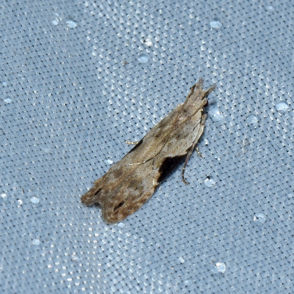 Hypatima rhomboidella - Gelechiidae? Sì